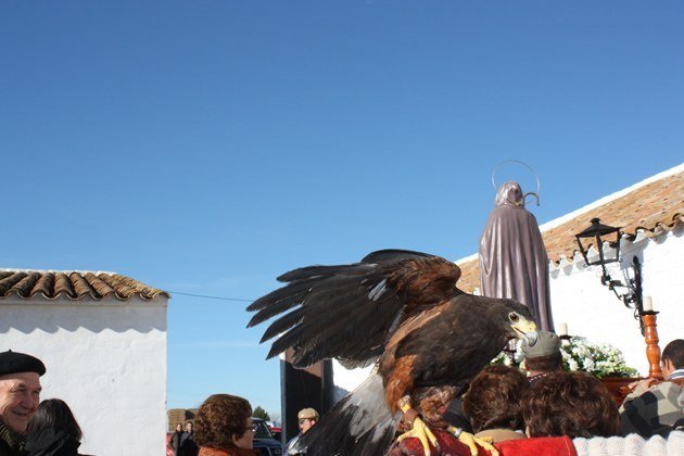 San Antón-Águila-animal más original- (Copiar)