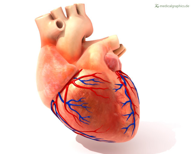 heart-coronary-arteries